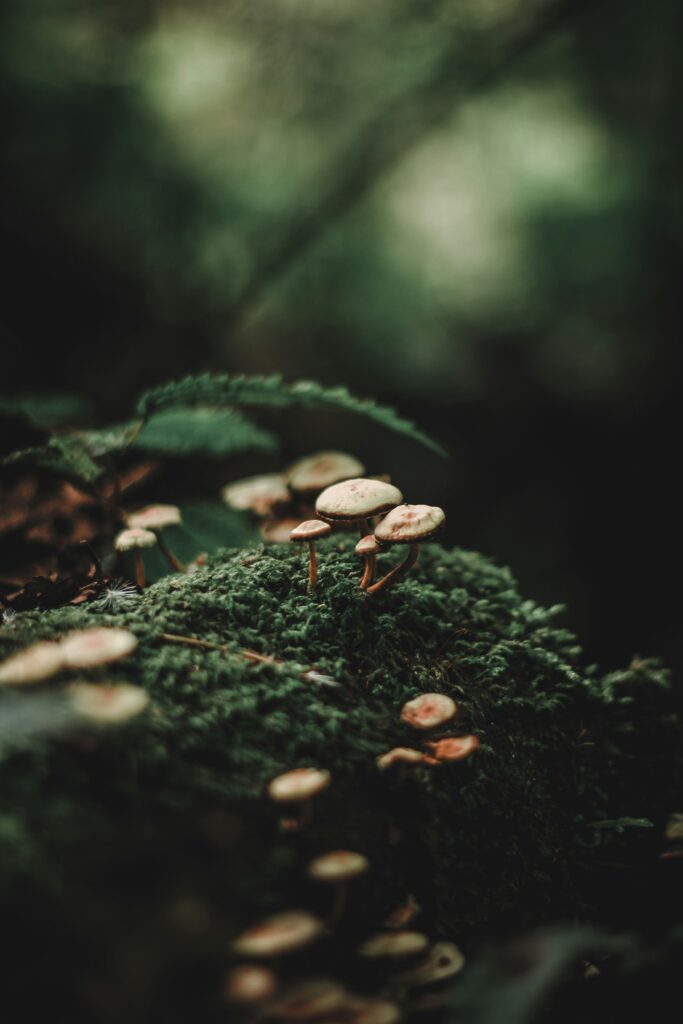 Mushroom Pic JPEG
